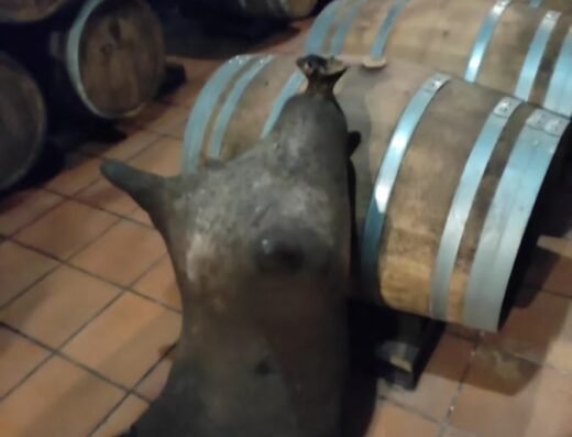 La Bodega de las Estrellas – Valdepeñas