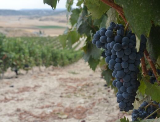 Bodega Tomás Postigo