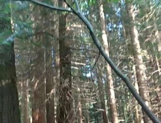 Bosque de Secuoyas del Monte Cabezón