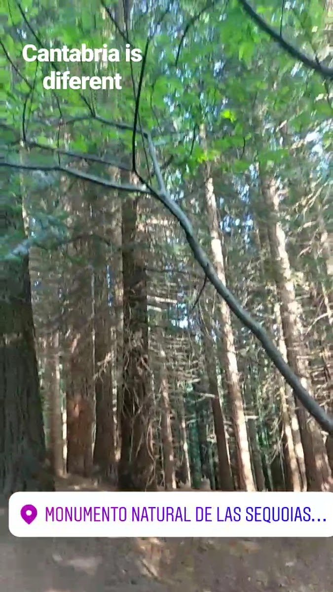 Bosque de Secuoyas del Monte Cabezón