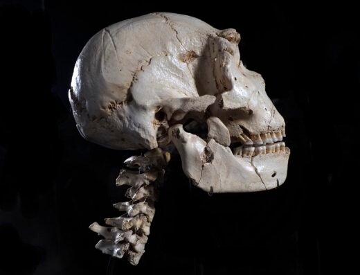 Museo de la Evolución Humana (MEH)