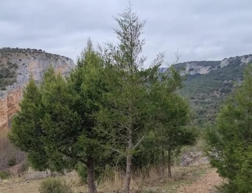 Parque natural Hoces del Río Riaza