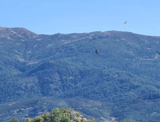 Pico de buitres
