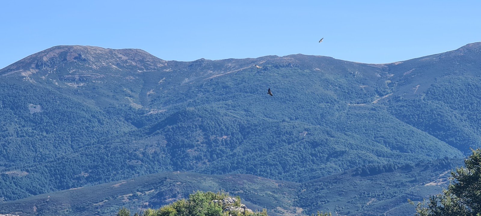 Pico de buitres