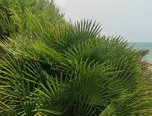 Parque Natural Sierra de Irta