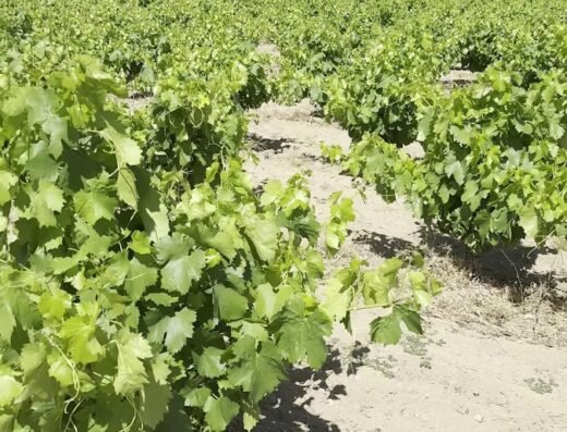Bodega Las Moradas de San Martin