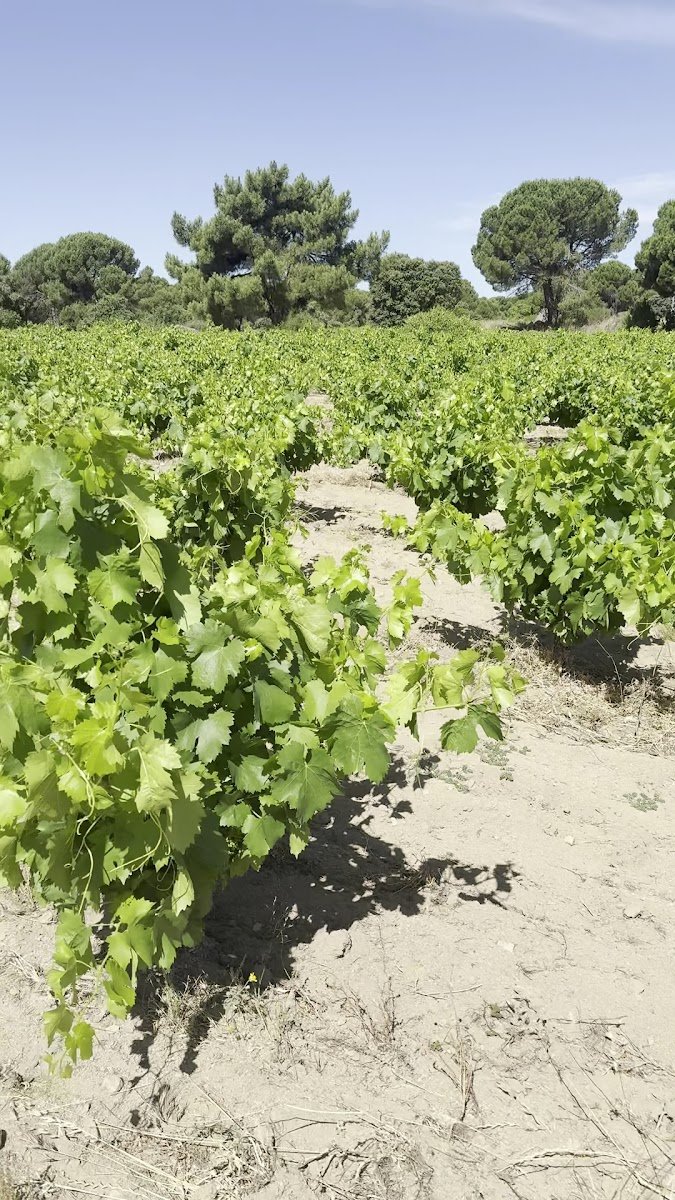 Bodega Las Moradas de San Martin