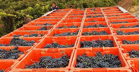 Bodegas Zifar