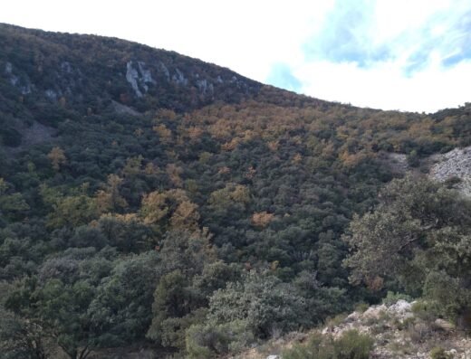 Parque natural del Carrascal de la Fuente Roja