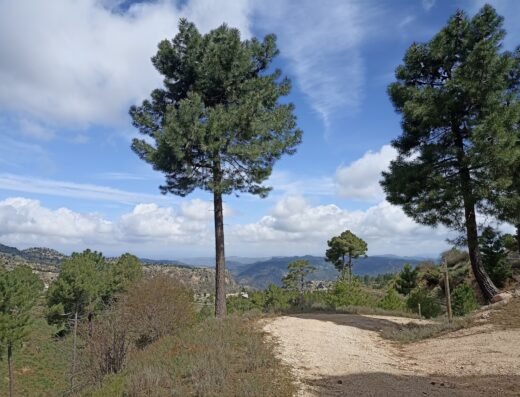 Caballo Torraso