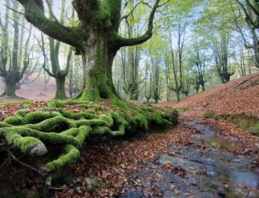 Parque Natural de Gorbeia
