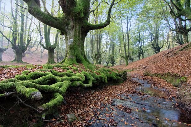 Parque Natural de Gorbeia