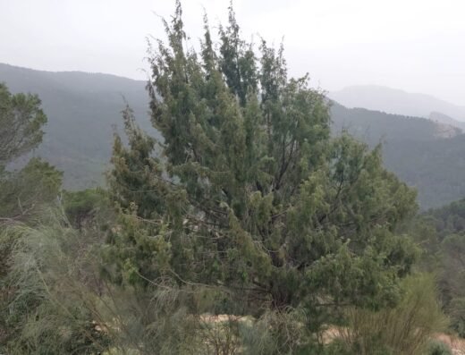 Mirador Collado del Almendral