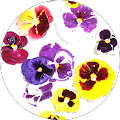 Iris V