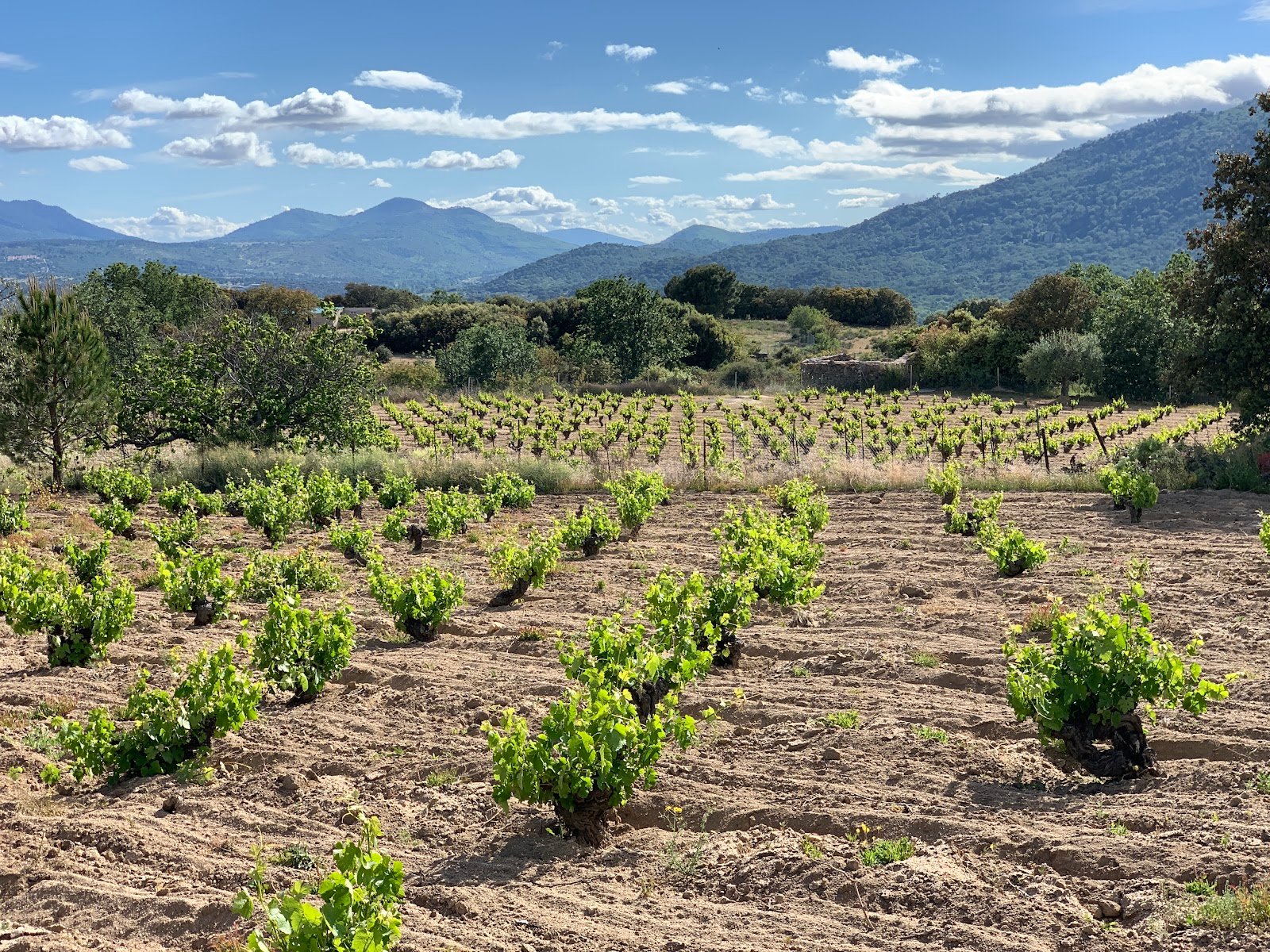 Viñedos Tierra Calma