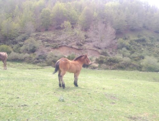 Área Recreativa Los Casares