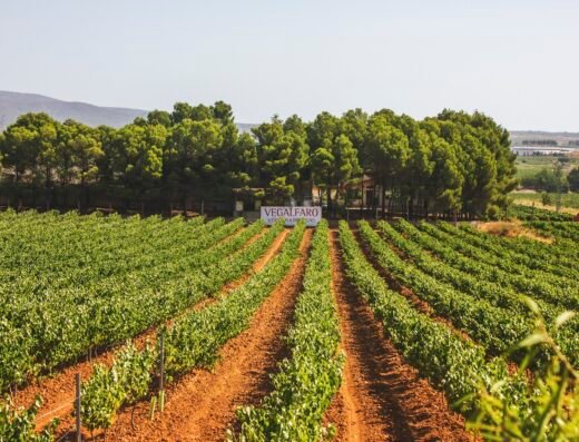 Bodegas Vegalfaro – Enoturismo Requena