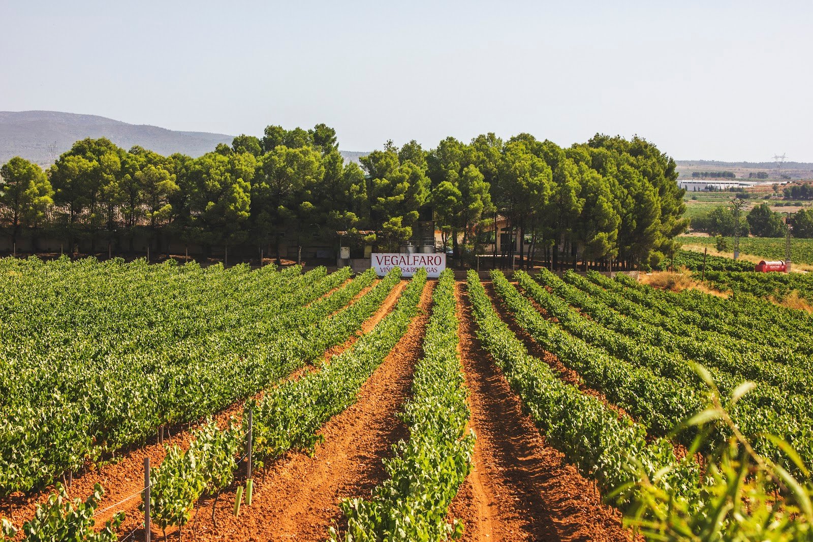 Bodegas Vegalfaro – Enoturismo Requena