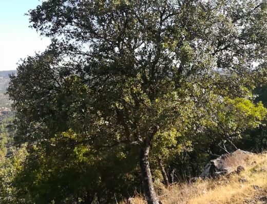 Parque Natural Sierra de Cardeña y Montoro