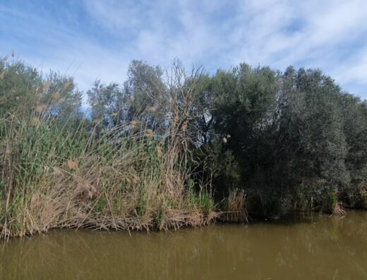 Parque Natural de s’Albufera de Mallorca
