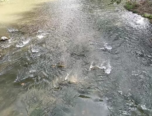 Parque Fluvial del Turia