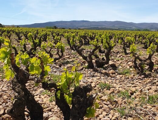 Finca Vistahermosa – Enoturismo
