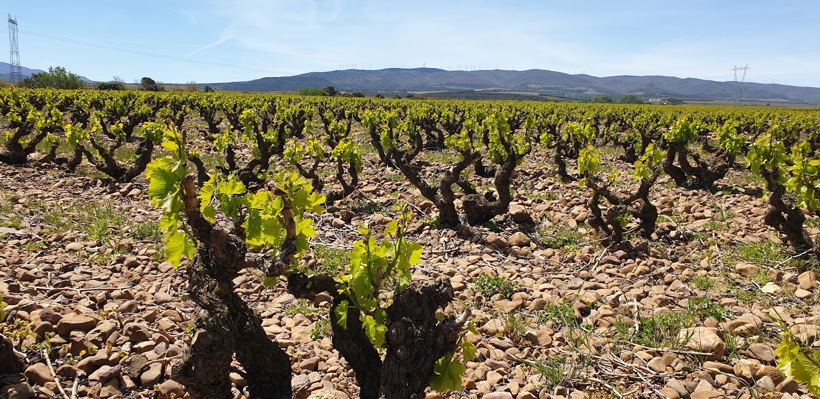 Finca Vistahermosa – Enoturismo