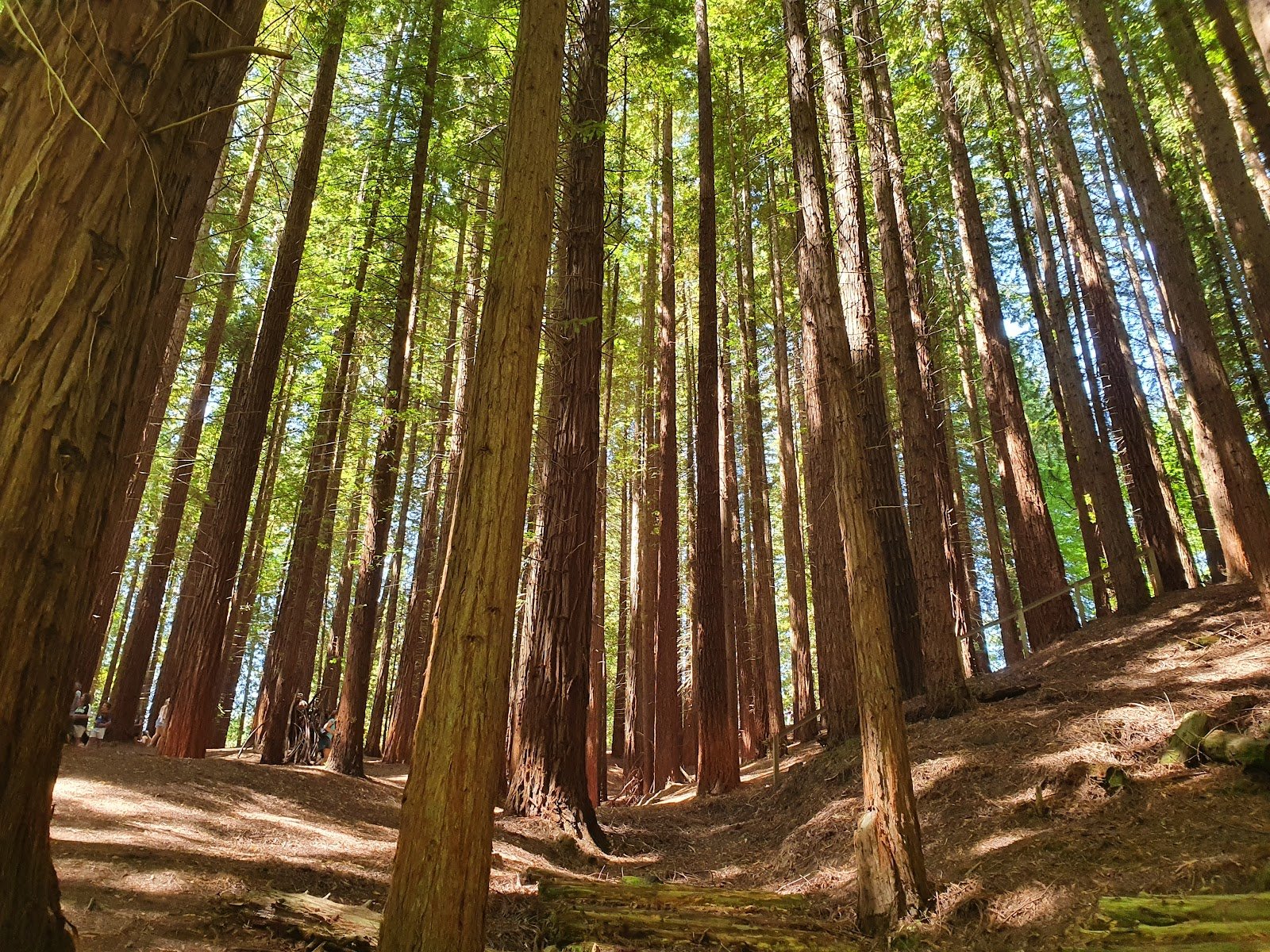 Bosque de Secuoyas del Monte Cabezón