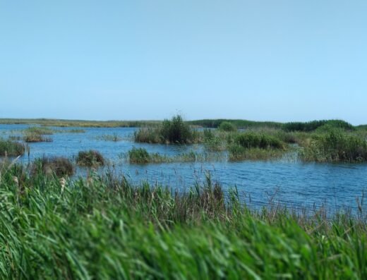 Parque Natural del Prat de Cabanes-Torreblanca