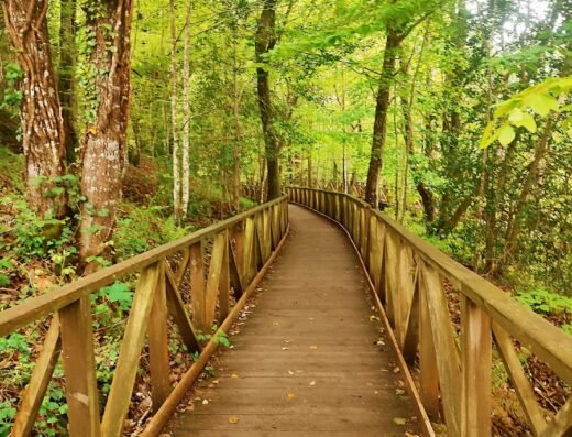 Bosque de Secuoyas del Monte Cabezón