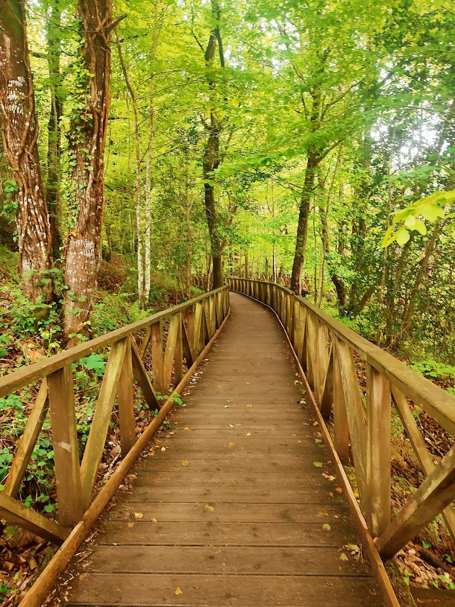 Bosque de Secuoyas del Monte Cabezón