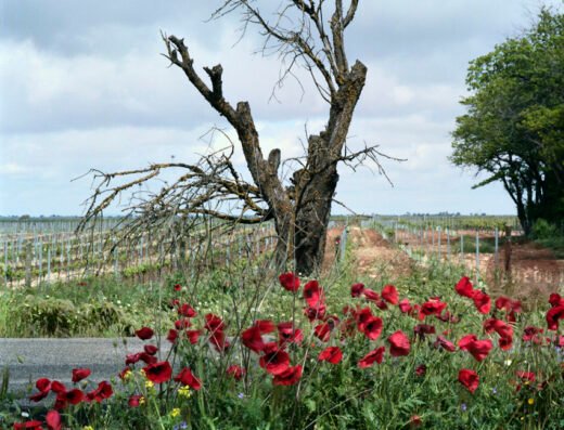 TINEDO Bodega y Viñedo / Winery and Vineyard