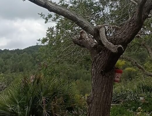 Mas de Mingall – Casa Rural