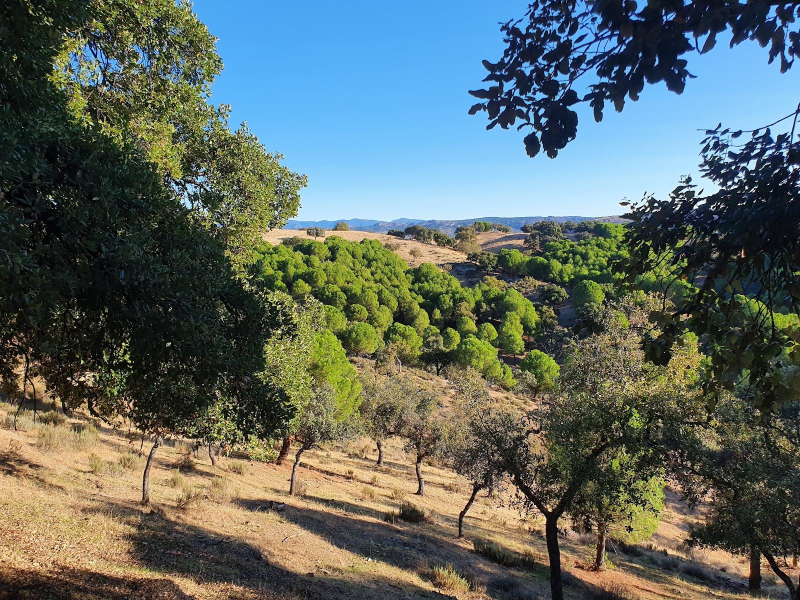 Parque Natural Sierra de Cardeña y Montoro