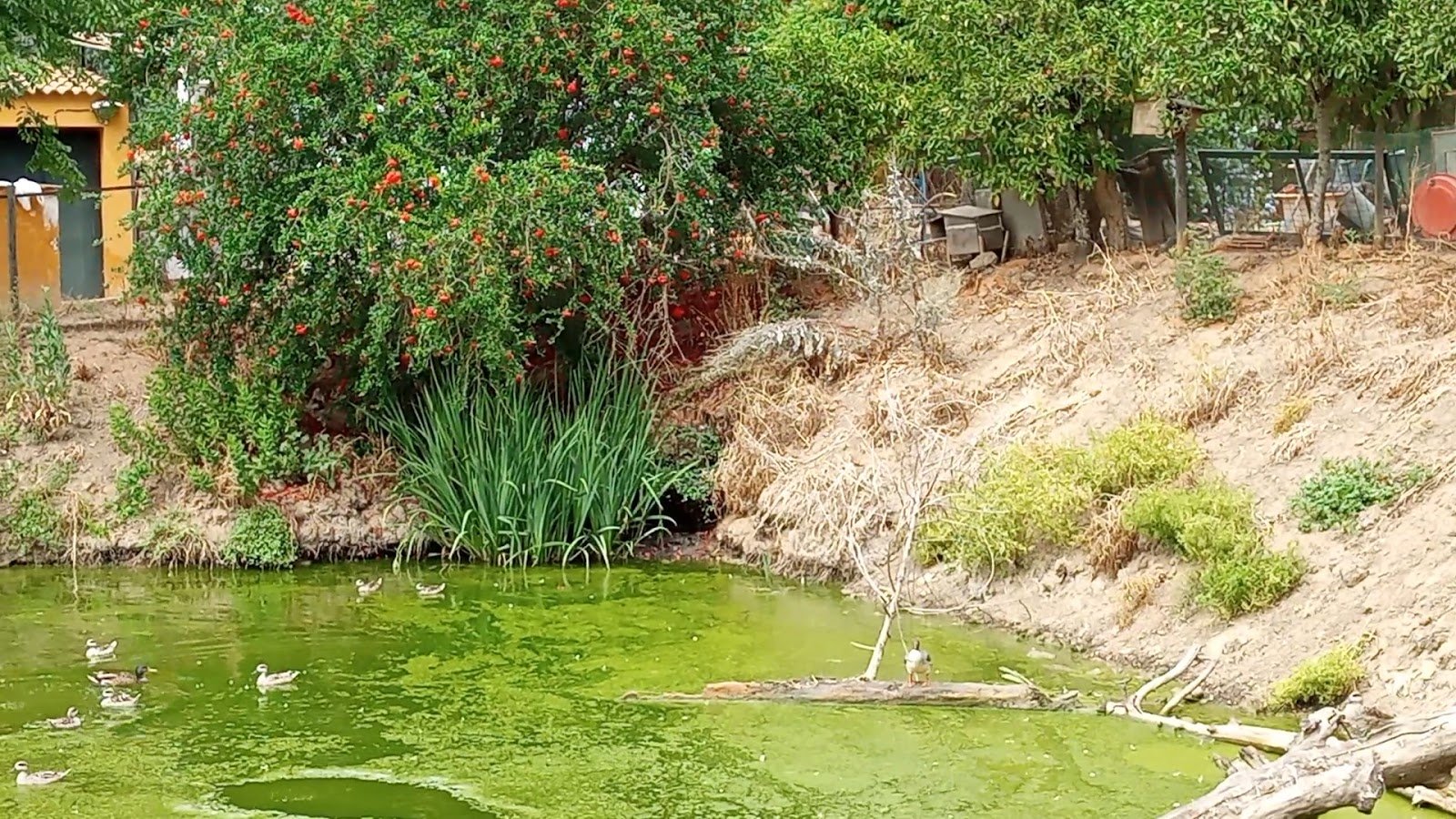 Reserva Natural Concertada Dehesa de Abajo