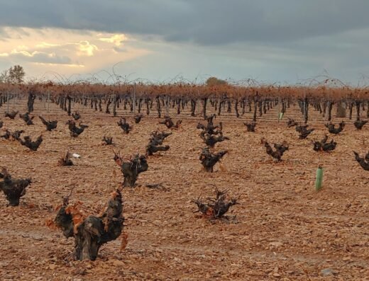 Bodega Finca El Refugio