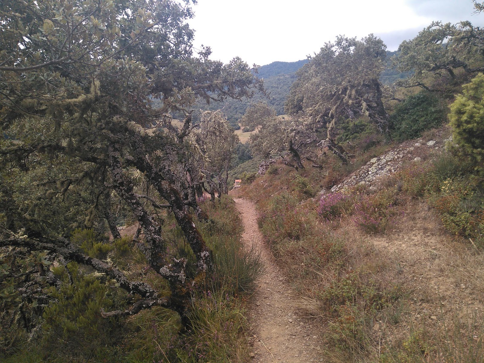 La Viorna