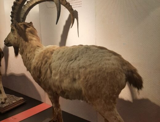 Museo de Ciencias Naturales.