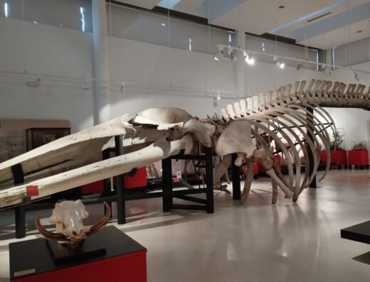 Museo de Ciencias Naturales.