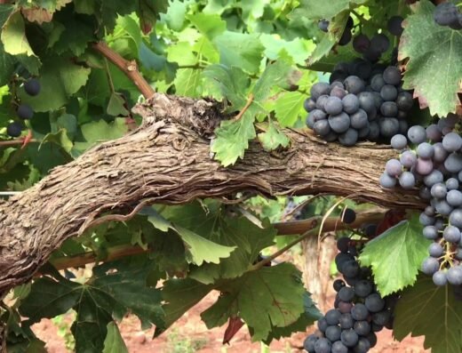 Bodegas Pedro Martinez Alesanco